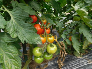 たくさん実がついた中玉トマト。今のところ、雨でも割れていない。
