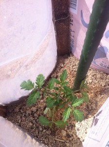 トマト定植