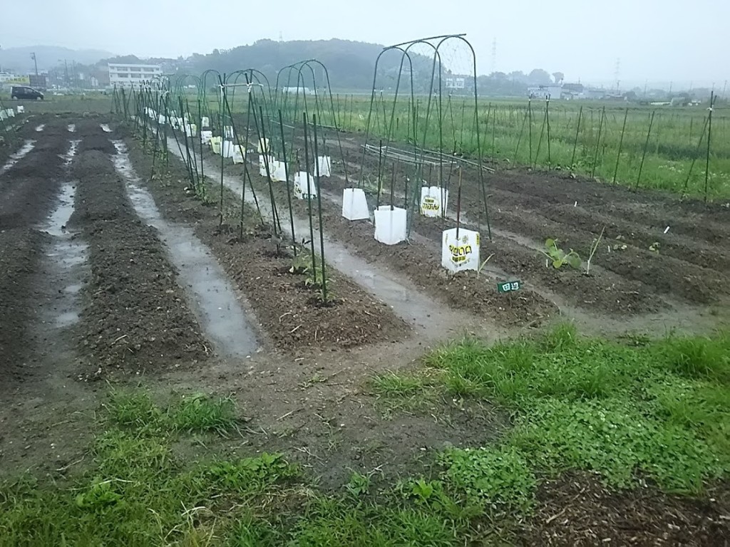 2018年5月13日、小雨の中の畑。各人のウネもだいたい形ができ、苗やタネが植えられている。ここから一雨ごとに生育が進む。